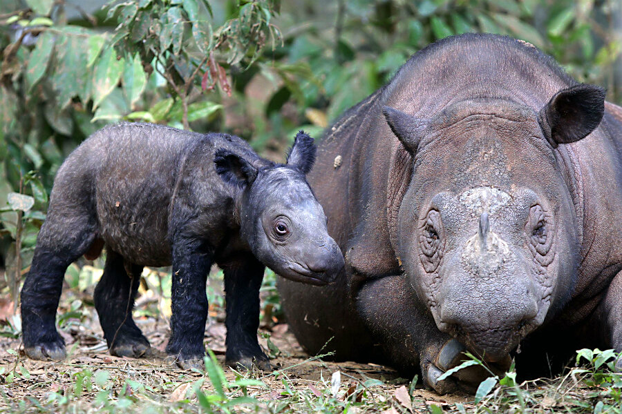 Sumatran rhino extinct in Malaysia: How can the species survive